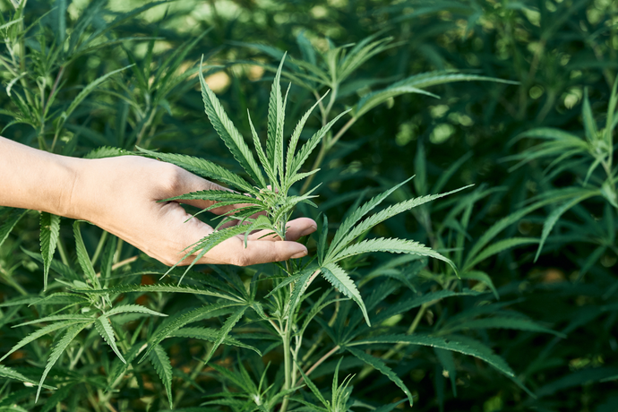 Delta 8 THC:  What Is It & What Are The Benefits?