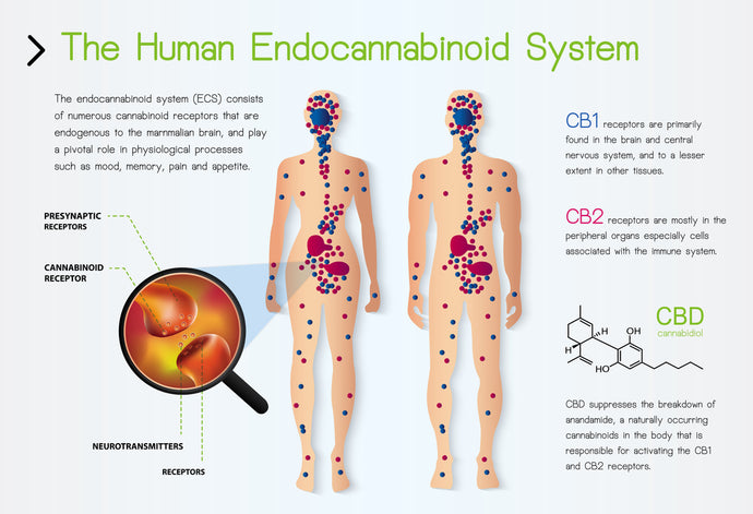 How Cannabinoids Affect The Body
