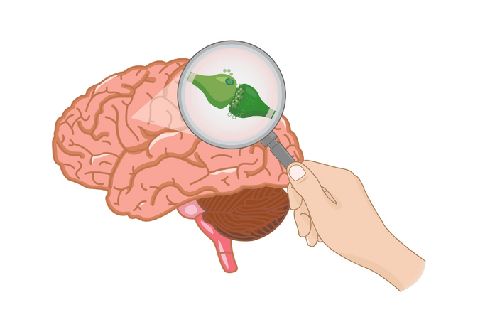THC-O and Cannabinoid Receptors