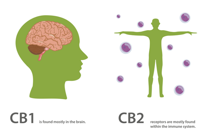What Is the Human Endocannabinoid System?
